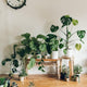 Groene Tips en Inspiratie: Alles voor Jouw Perfecte Plantenervaring