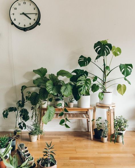 Groene Tips en Inspiratie: Alles voor Jouw Perfecte Plantenervaring