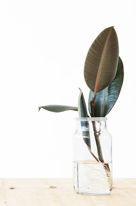 Ficus Stekken: Een Stapsgewijze Handleiding voor Succes