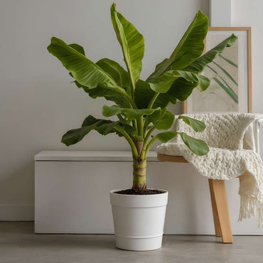 Musa Basjoo - 2er-Set - Bananenpflanze