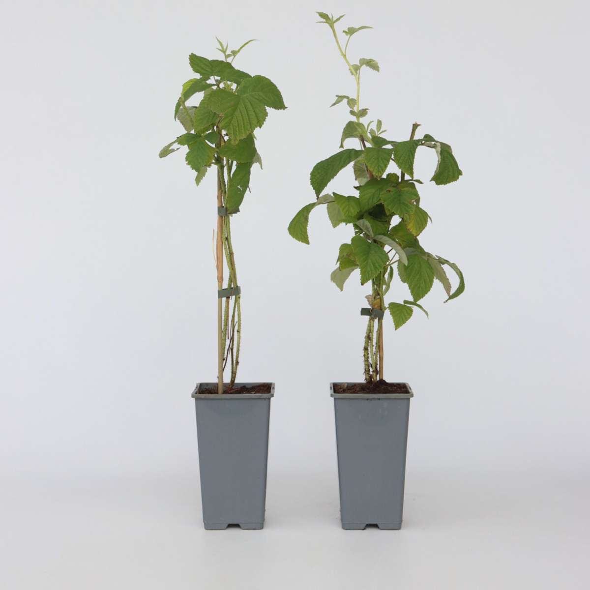 Rubus idaeus 'Malling Promise' - 2er-Set - Himbeere