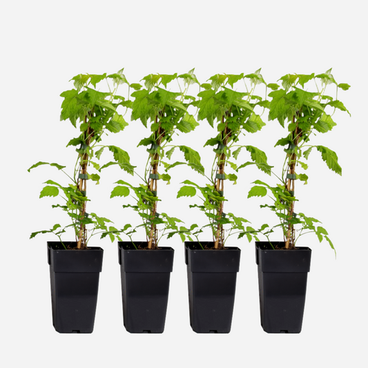 Rubus idaeus 'Malling Promise' - 4er-Set - Himbeere