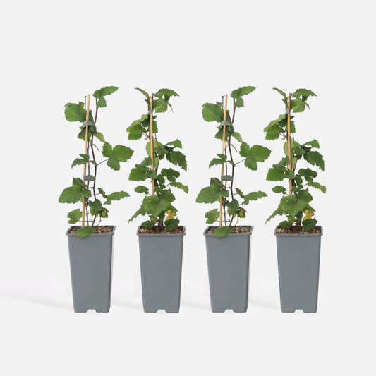 Ribes rubrum - Johannisbeere - 4er Set - Rote Johannisbeeren