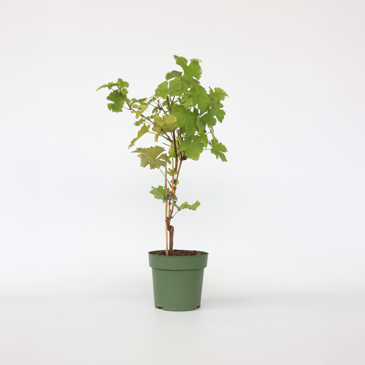 Vitis vinifera ‘Himrod' - Druivenplant