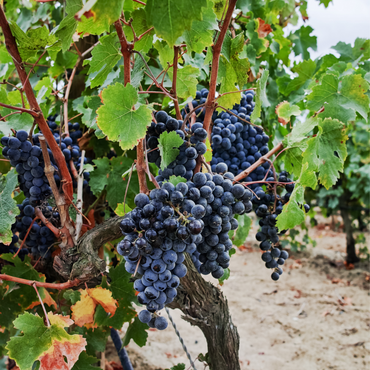 Weinrebenpflanzen - 3er-Set - Vitis Vinifera - Blau