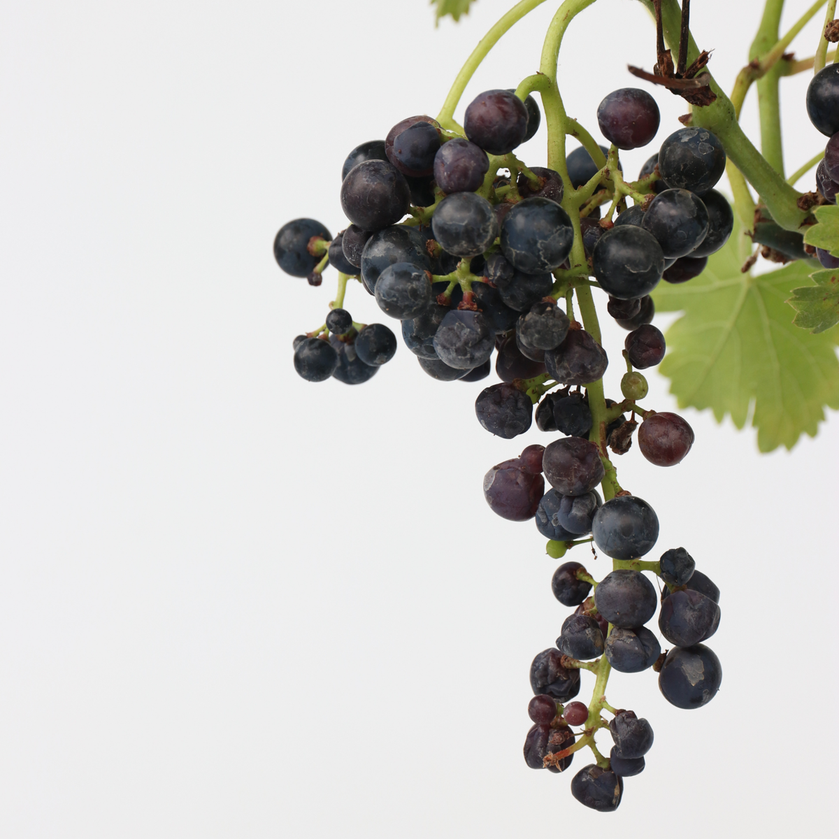 Vitis vinifera ‘Nero' - Druivenplant