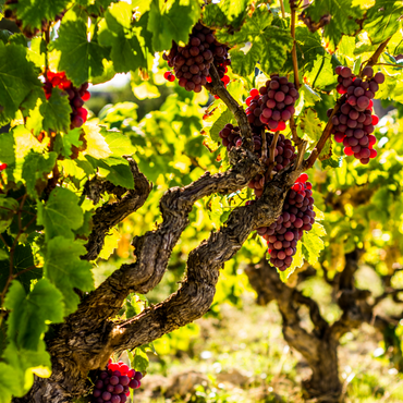 Weinpflanzen - 3er-Set - Vitis Vinifera - Rot