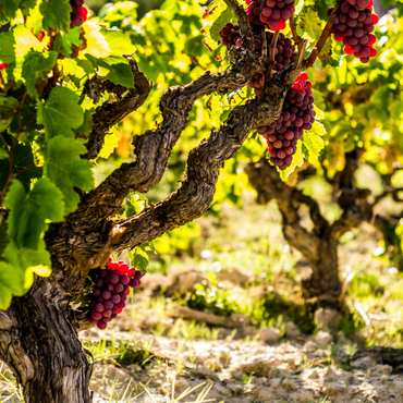 Vitis vinifera 'Vanessa XL' - Weinrebe