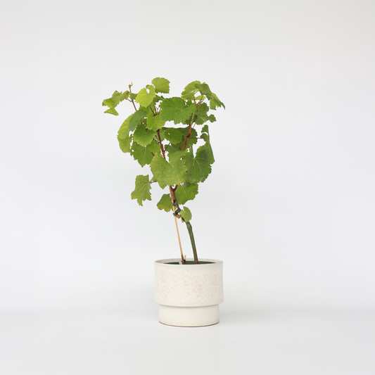 Vitis vinifera 'Vanessa XL' - Weinrebe