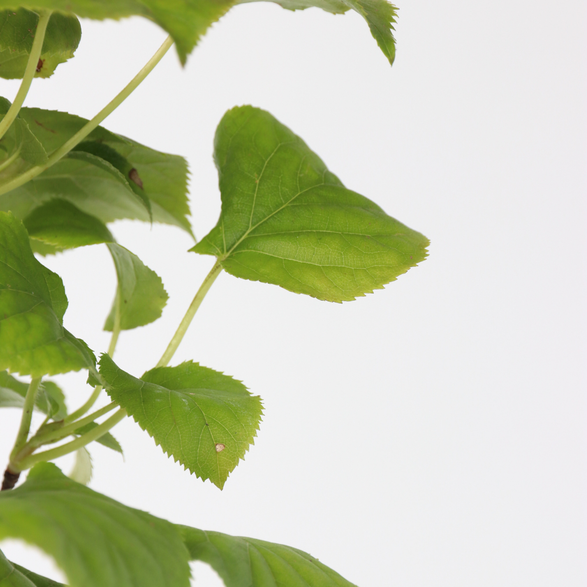 Hydrangea anomala petiolaris - Kletterhortensie