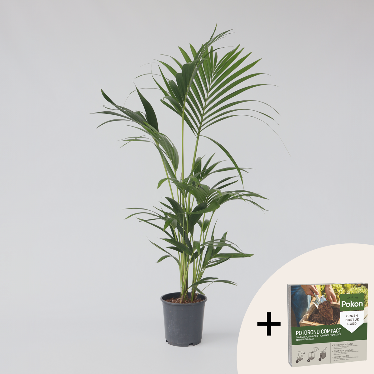 Howea Forsteriana - Kentiapalme - Mit Blumenerde