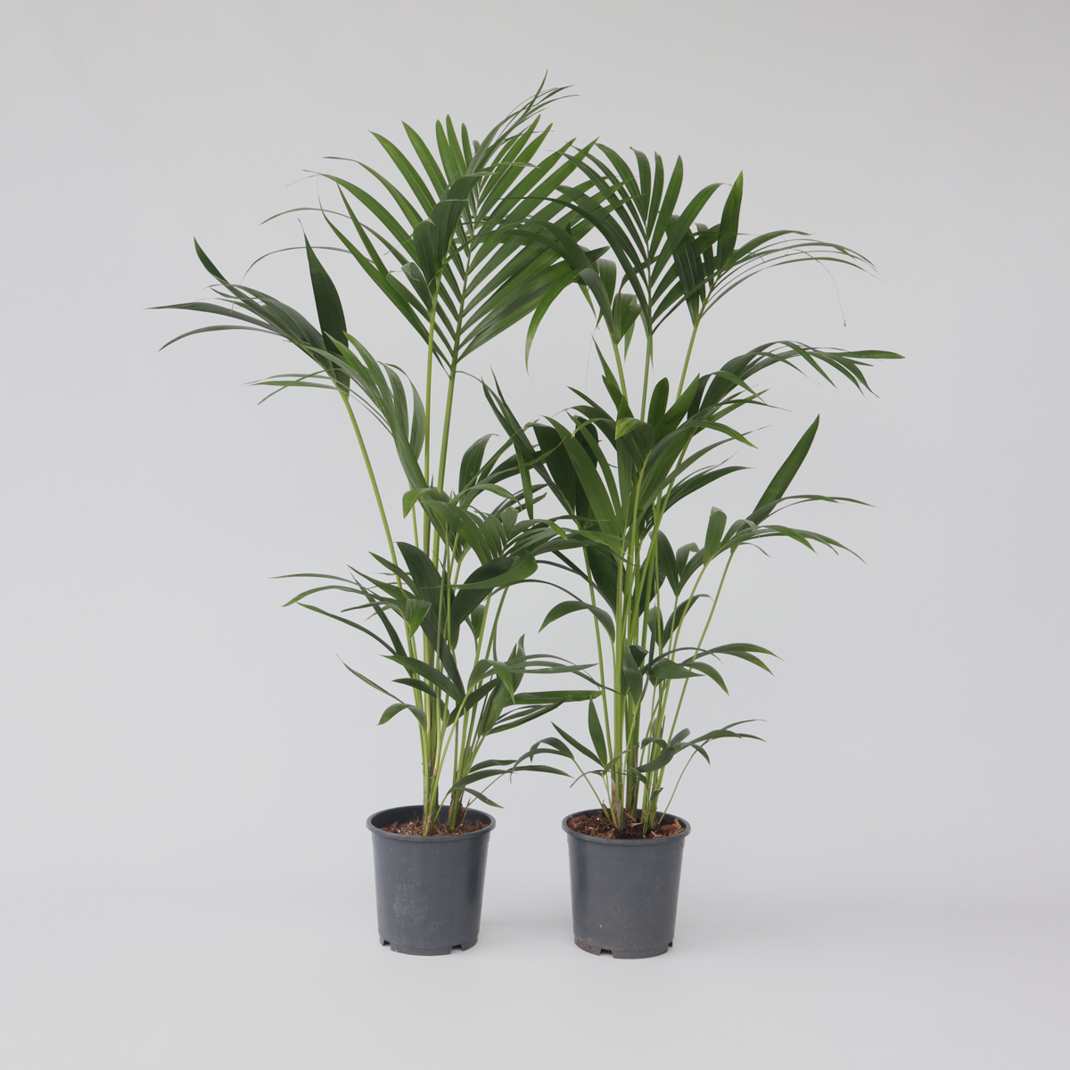 Howea Forsteriana - 2er-Set - Kentiapalme