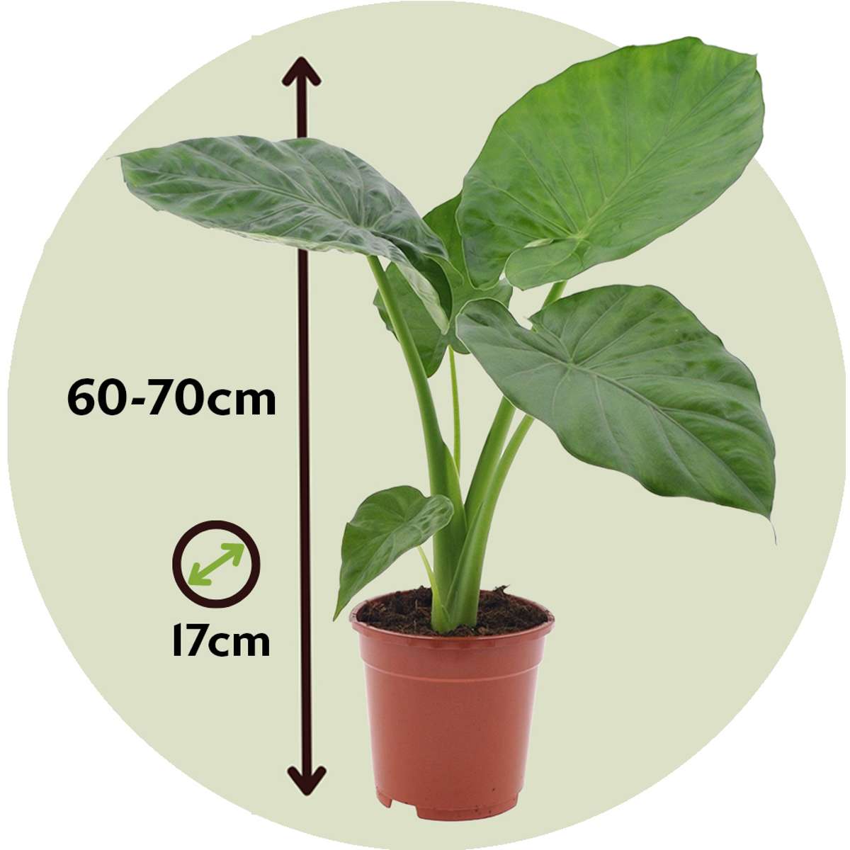 Alocasia 'Macrorrhiza' - Set van 2 - Olifantsoor