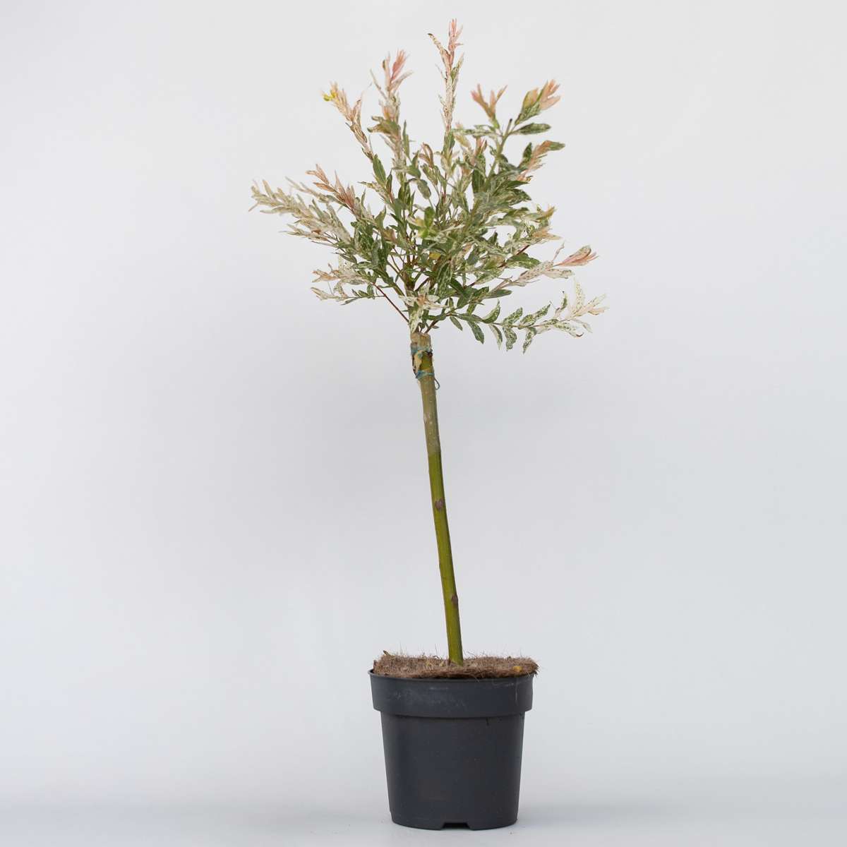 Salix Flamingo - Bunte Weide