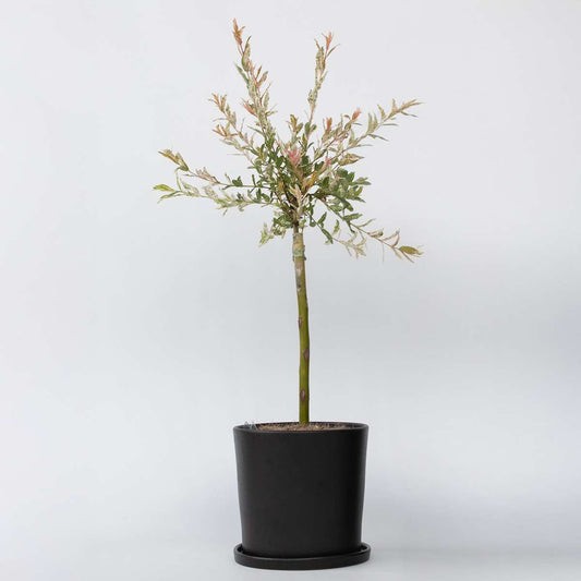 Salix Flamingo - Bunte Weide