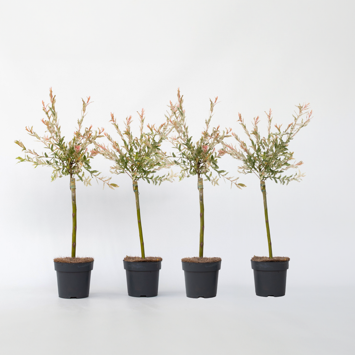 Salix Flamingo - 4er-Set - Buntweide