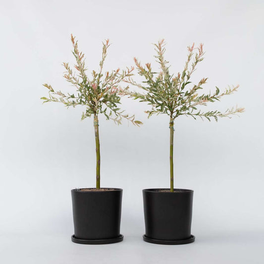 Salix Flamingo - 2er-Set - Buntweide