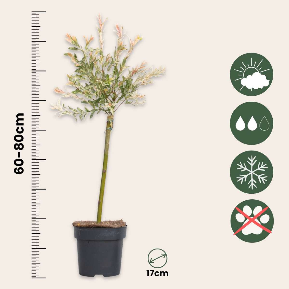 Salix Flamingo - 4er-Set - Buntweide