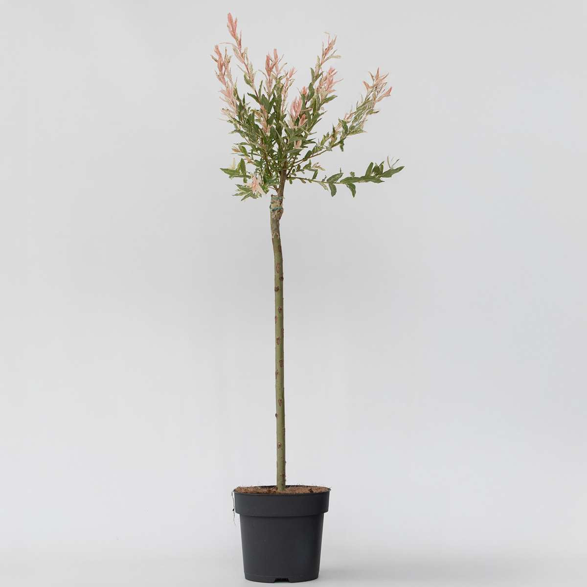 Salix Flamingo - Bunte Weide