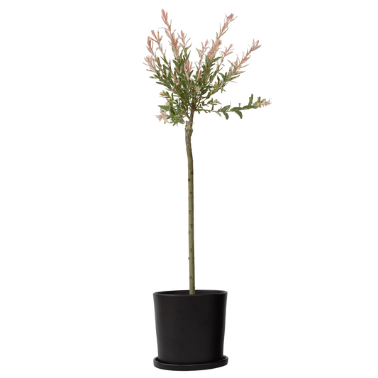 Salix Flamingo - Bunte Weide