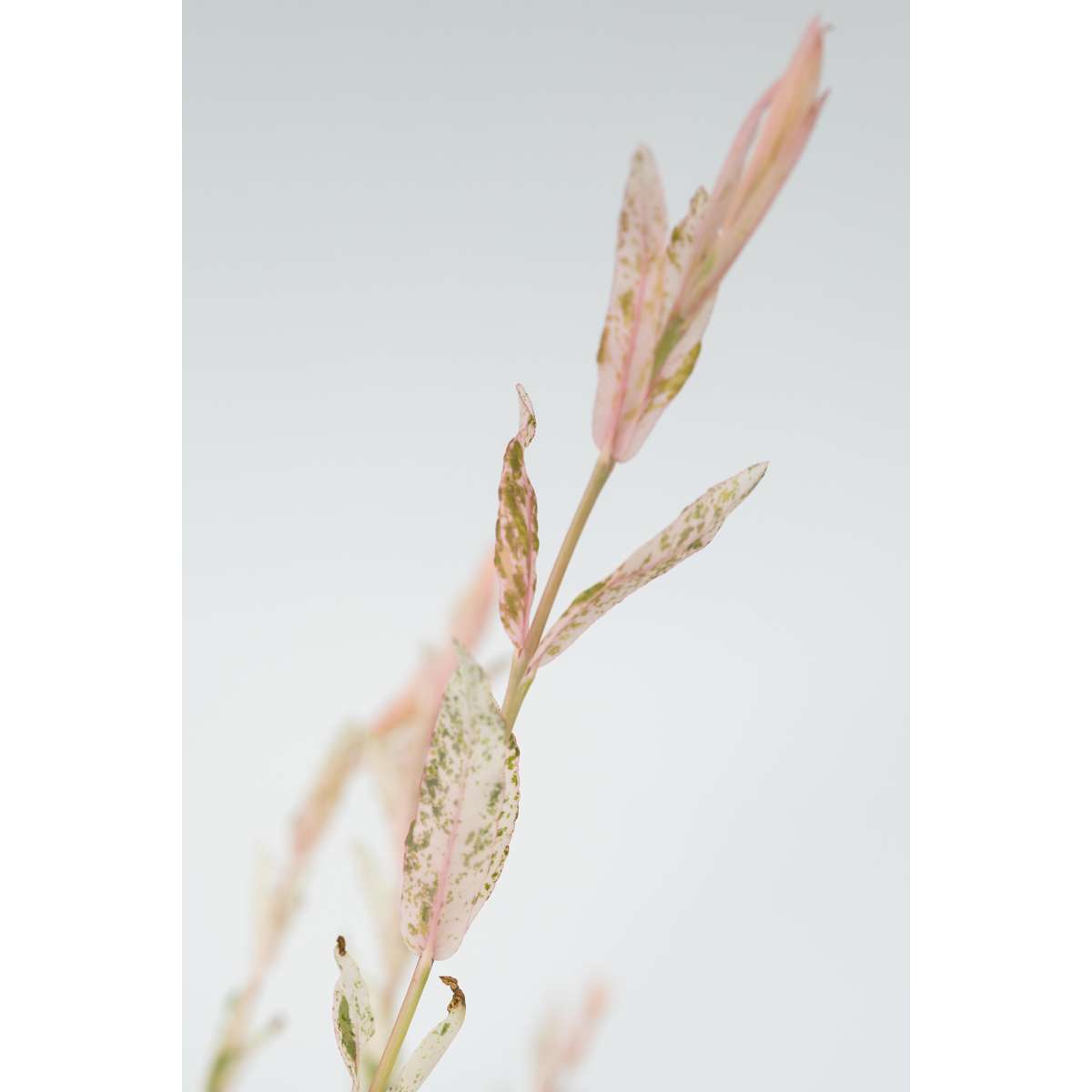 Salix Flamingo - 2er-Set - Buntweide