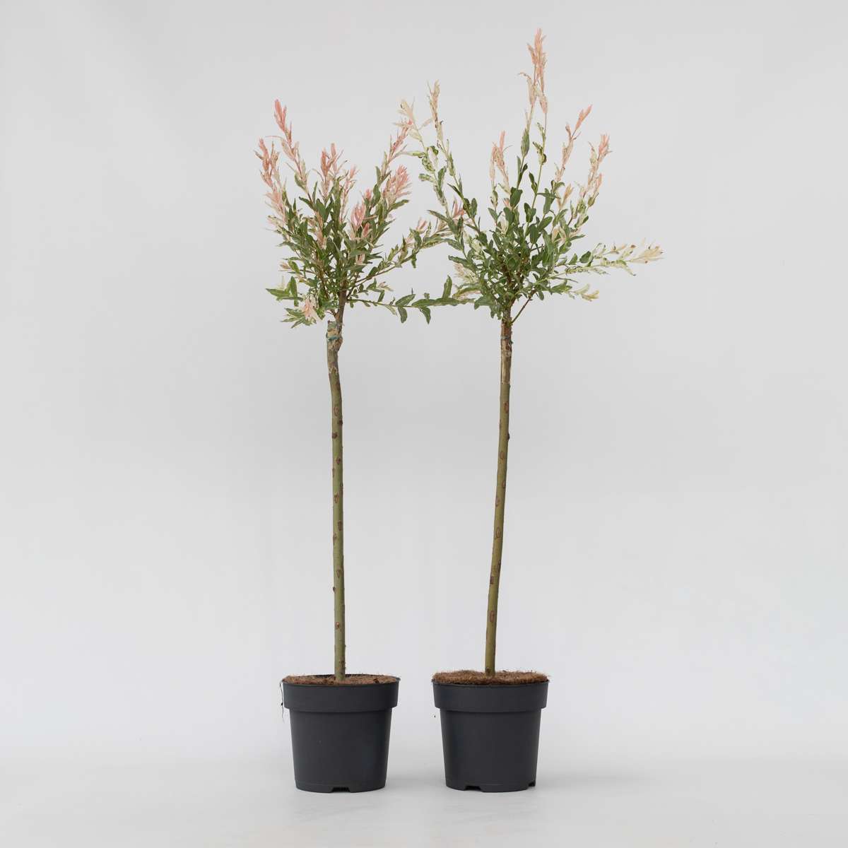 Salix Flamingo - 2er-Set - Buntweide
