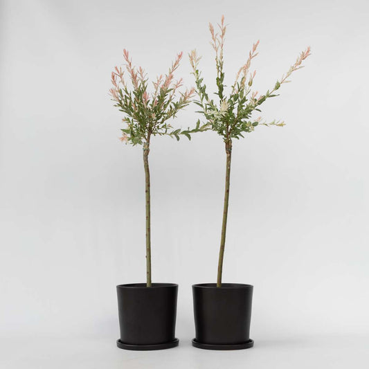 Salix Flamingo - 2er-Set - Buntweide