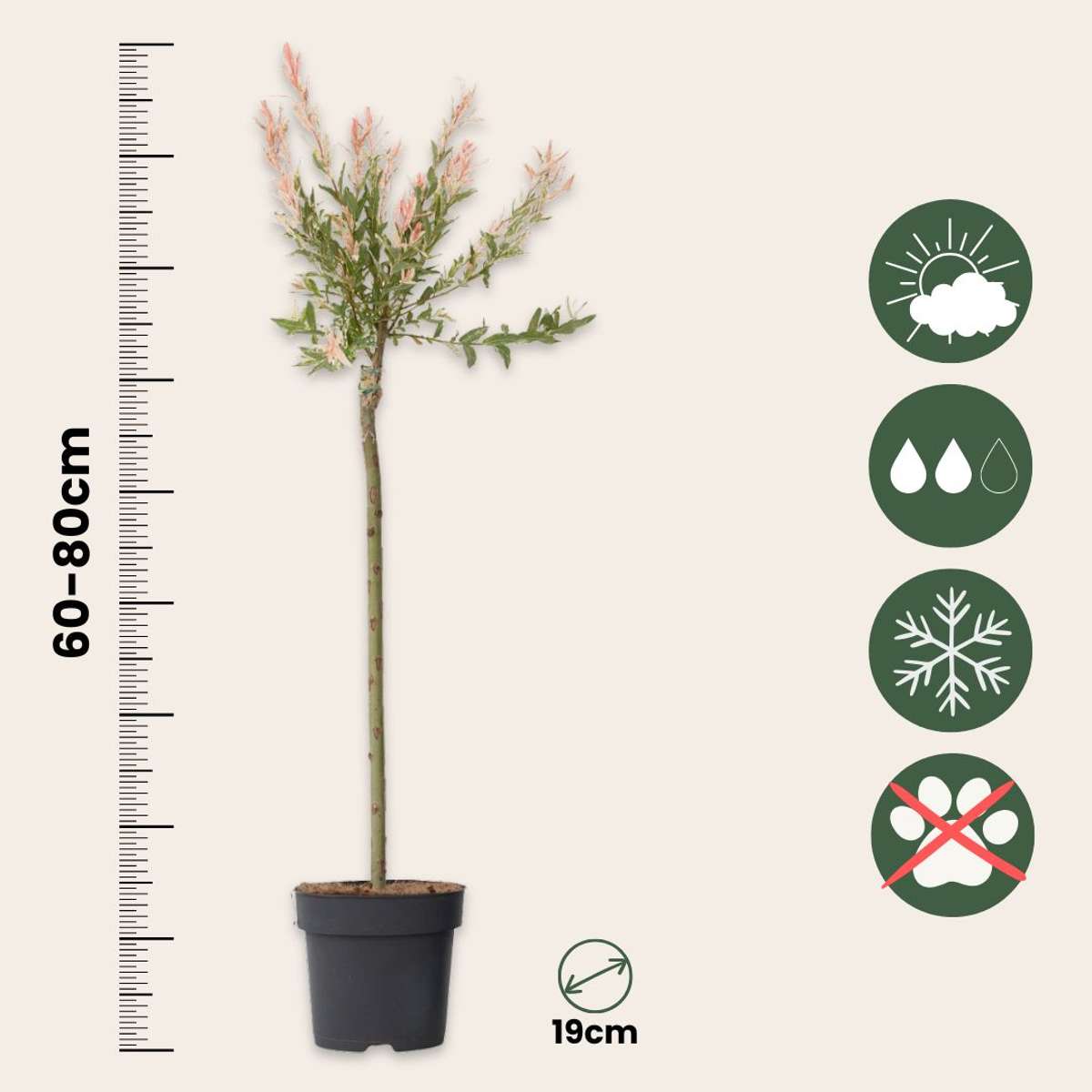 Salix Flamingo - 2er-Set - Buntweide