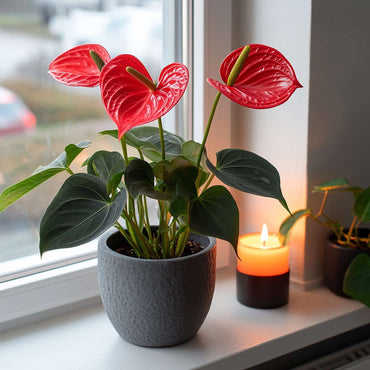 Anthurium 'Royal Champion' - Flamingopflanze
