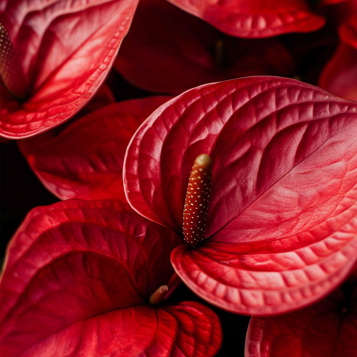 Anthurium 'Royal Champion' - Flamingopflanze