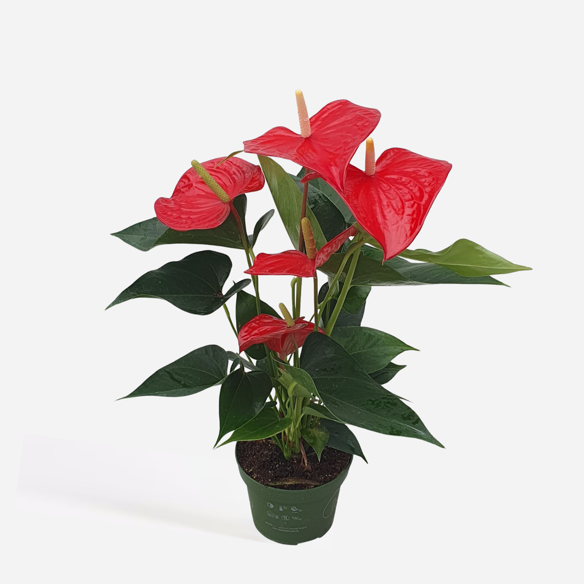 Anthurium 'Royal Champion' - Flamingopflanze