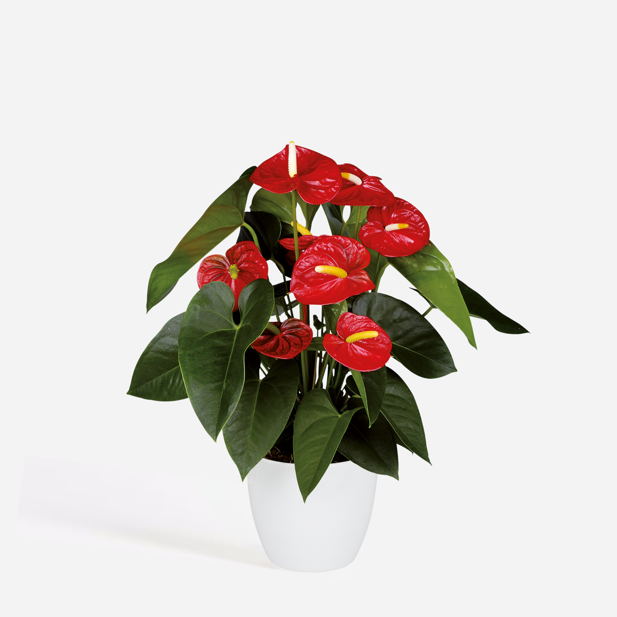Anthurium 'Royal Champion' - Flamingopflanze