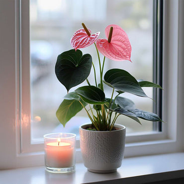 Anthurium 'Sweet Dream' - Flamingopflanze