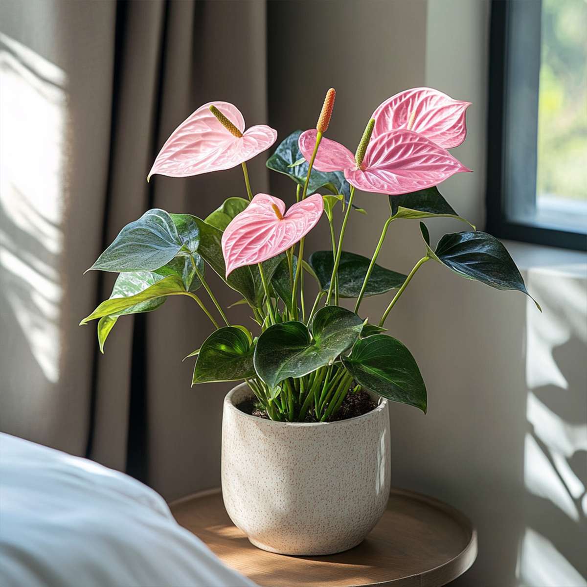Anthurium 'Sweet Dream' - Flamingopflanze
