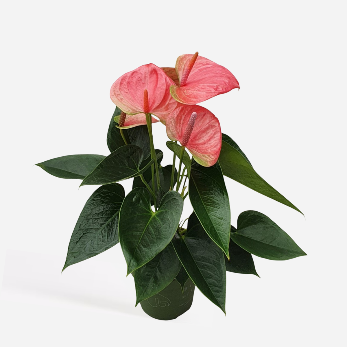 Anthurium 'Sweet Dream' - Flamingopflanze