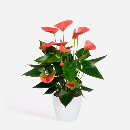 Anthurium 'Sweet Dream' - Flamingopflanze
