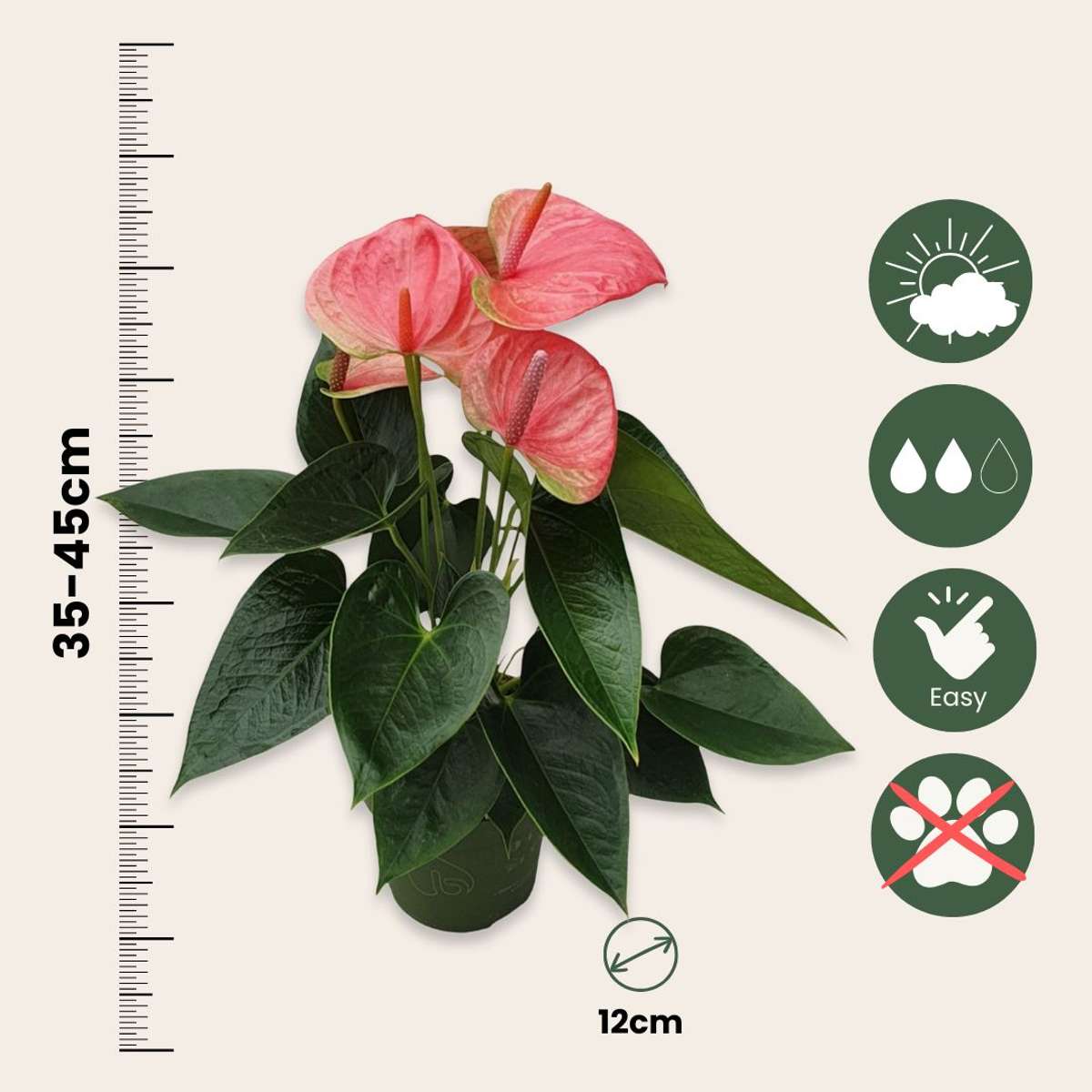 Anthurium 'Sweet Dream' - Flamingopflanze