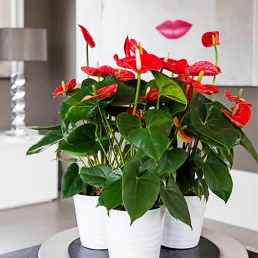 Anthurium 'Madural Red' - Flamingopflanze