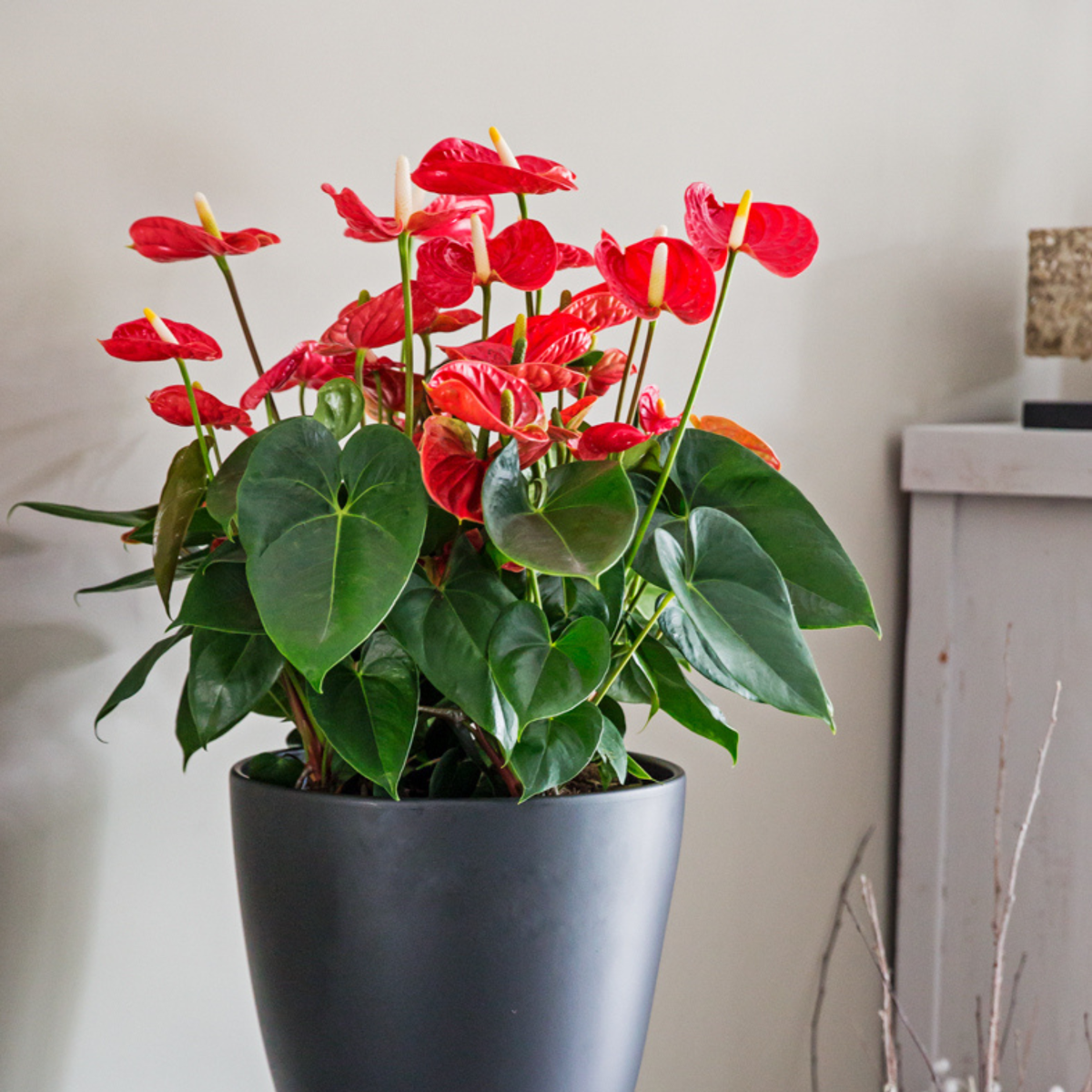 Anthurium 'Madural Red' - Flamingopflanze