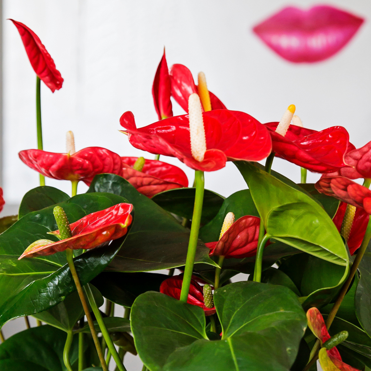 Anthurium 'Madural Red' - Flamingopflanze