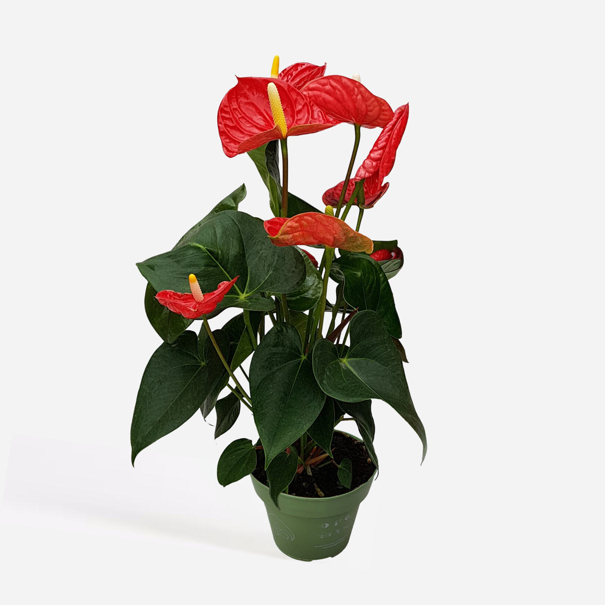 Anthurium 'Madural Red' - Flamingopflanze