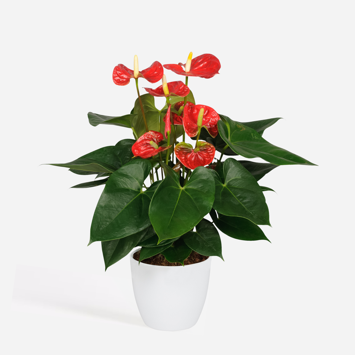Anthurium 'Madural Red' - Flamingopflanze