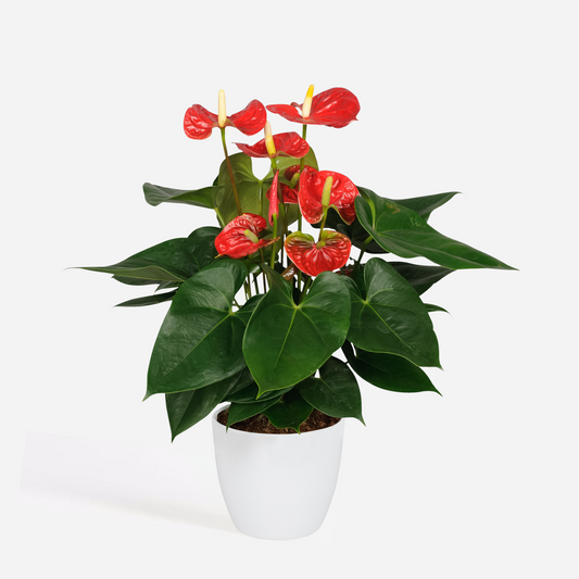 Anthurium 'Madural Red' - Flamingopflanze