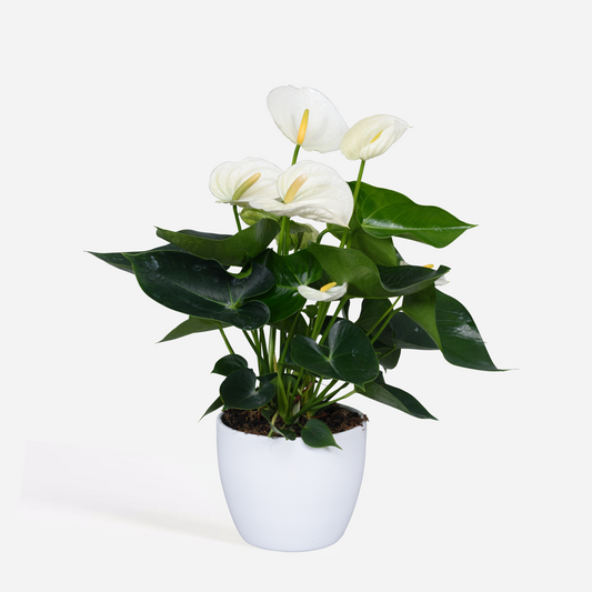 Anthurium 'Alpine White'
