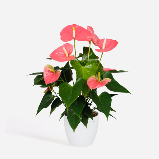 Anthurium 'Colorado Pink' - Flamingopflanze