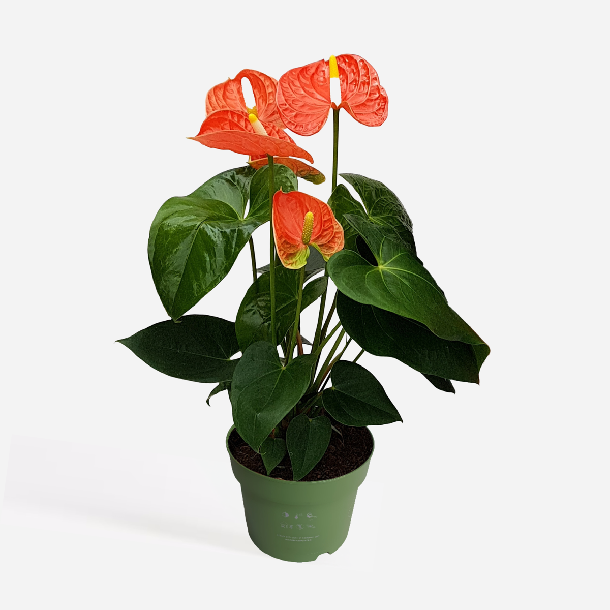 Anthurium 'Madural Orange' - Flamingopflanze