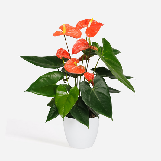 Anthurium 'Madural Orange' - Flamingopflanze
