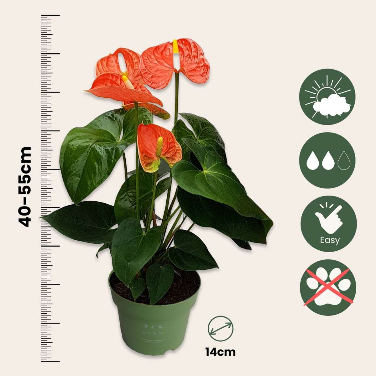 Anthurium 'Madural Orange' - Flamingopflanze