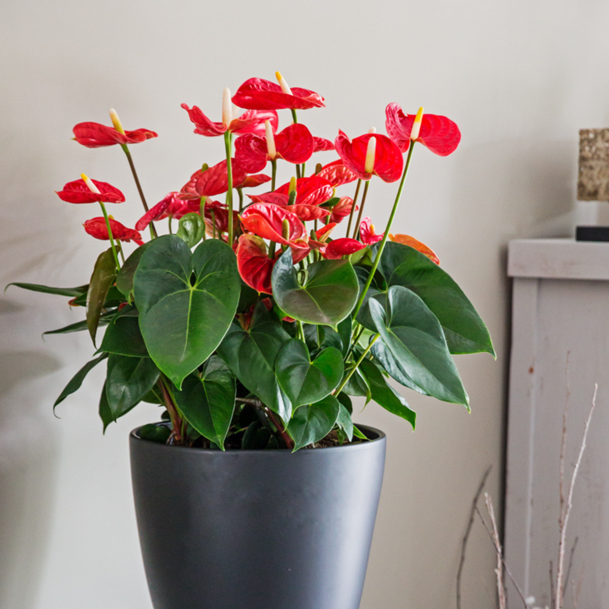 Anthurium 'Madural Red' - Flamingopflanze
