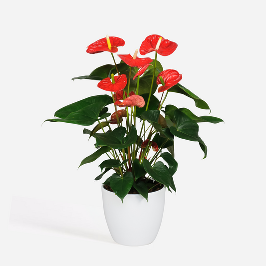 Anthurium 'Madural Red' - Flamingopflanze